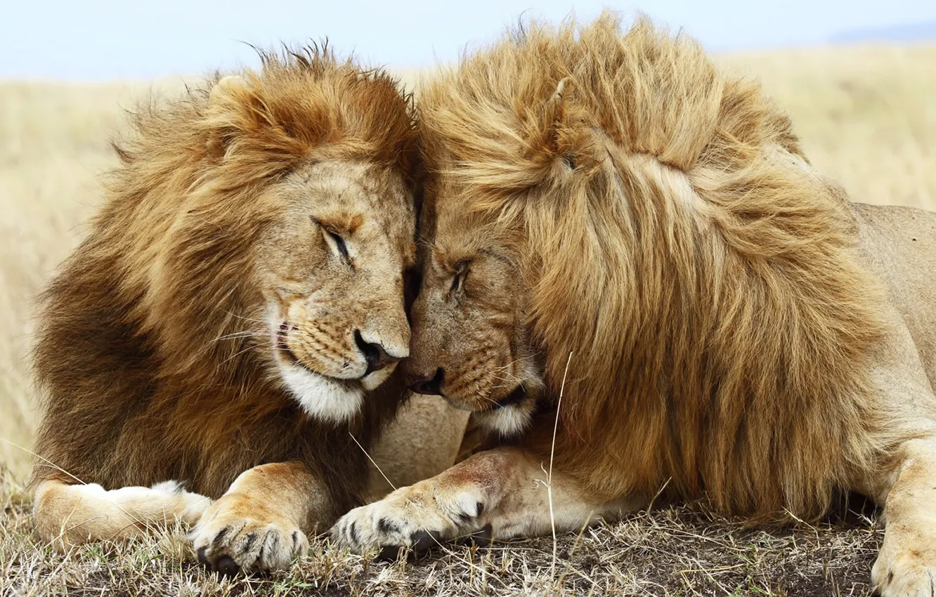 Фото обои friendship, cute, Lions, family, partners, companionship