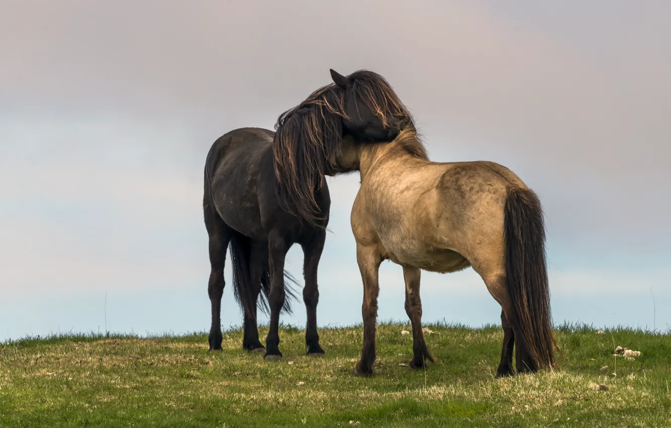 Фото обои поле, небо, трава, любовь, лошади, дождливый