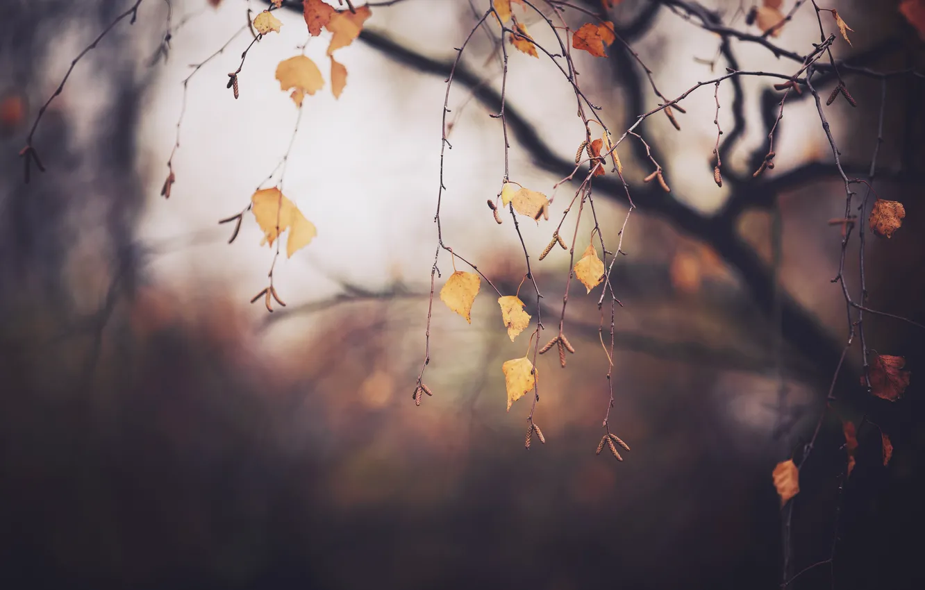 Фото обои осень, ветки, дерево, листва, Ноябрь