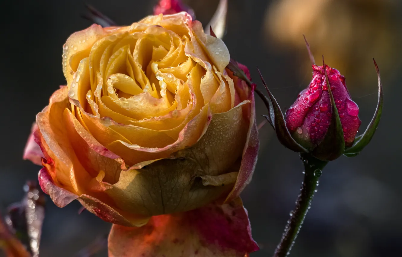 Фото обои цветок, вода, капли, макро, природа, роза, бутон