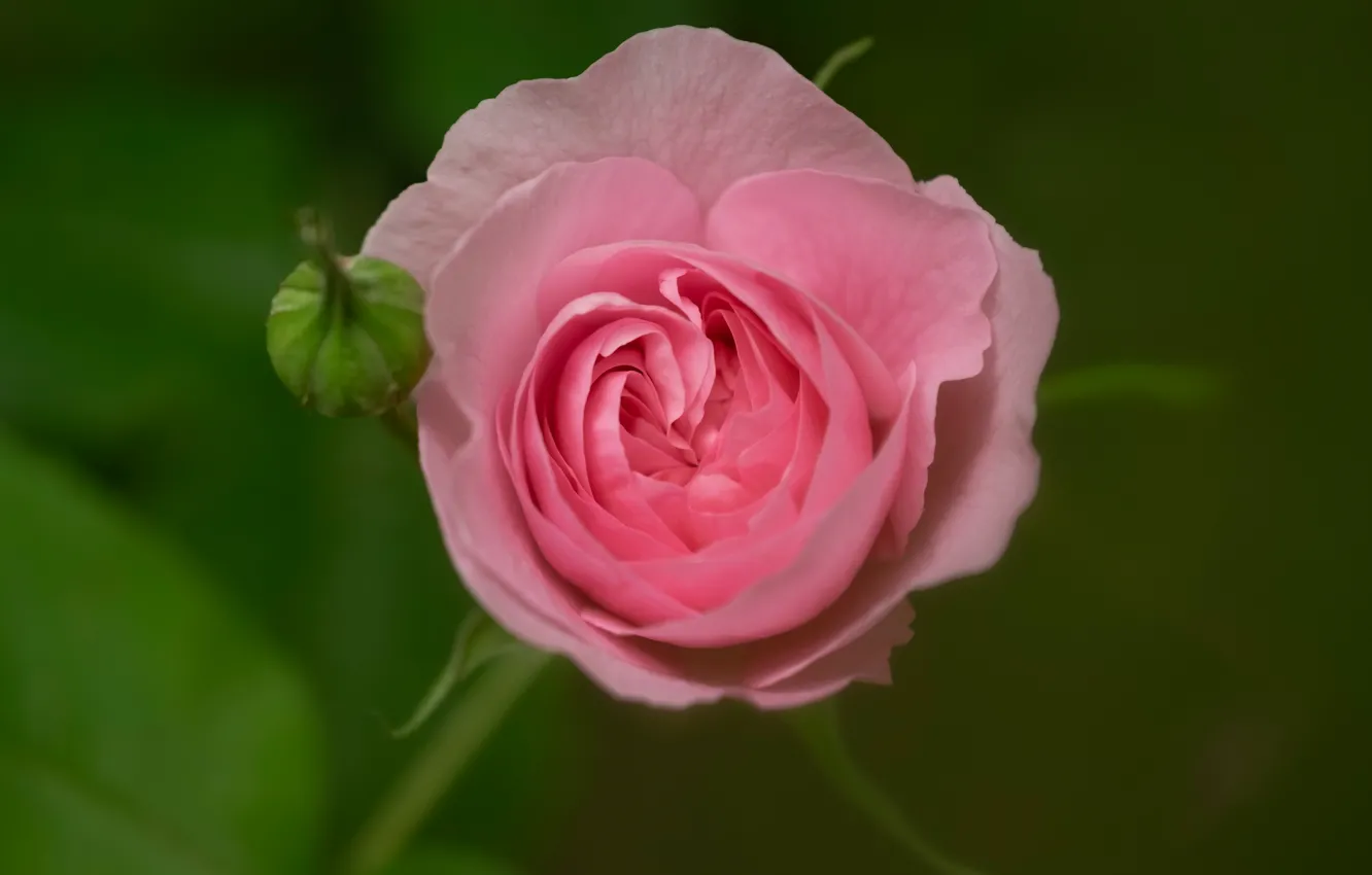 Фото обои макро, фон, розовая, роза, бутон, бутончик