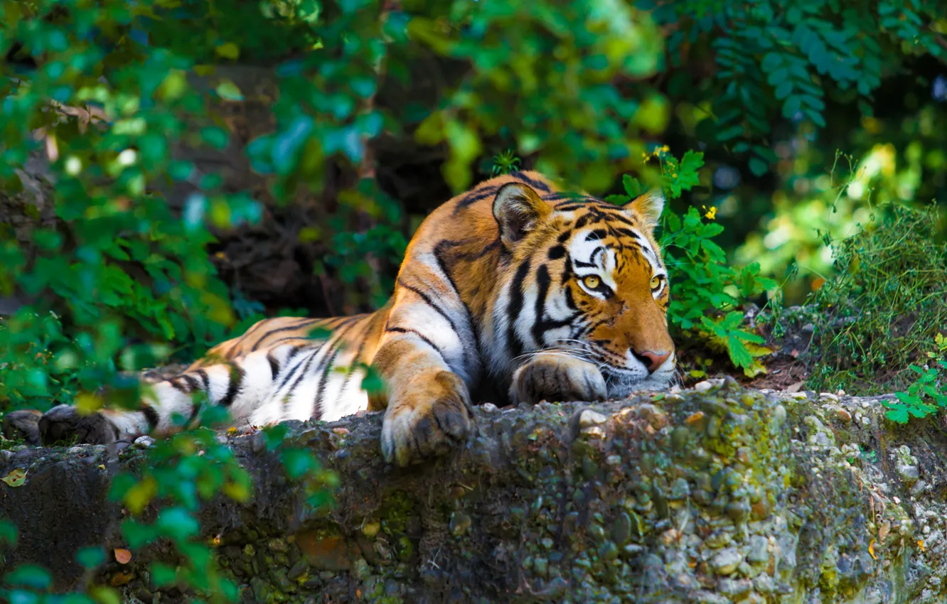 Фото обои зелень, тигр, камни, хищник, лежит, полосатый, отдыхает, кусты