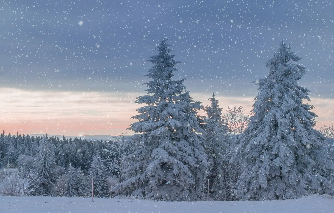 Фото обои зима, лес, небо, облака, снег, закат, тучи, в снегу