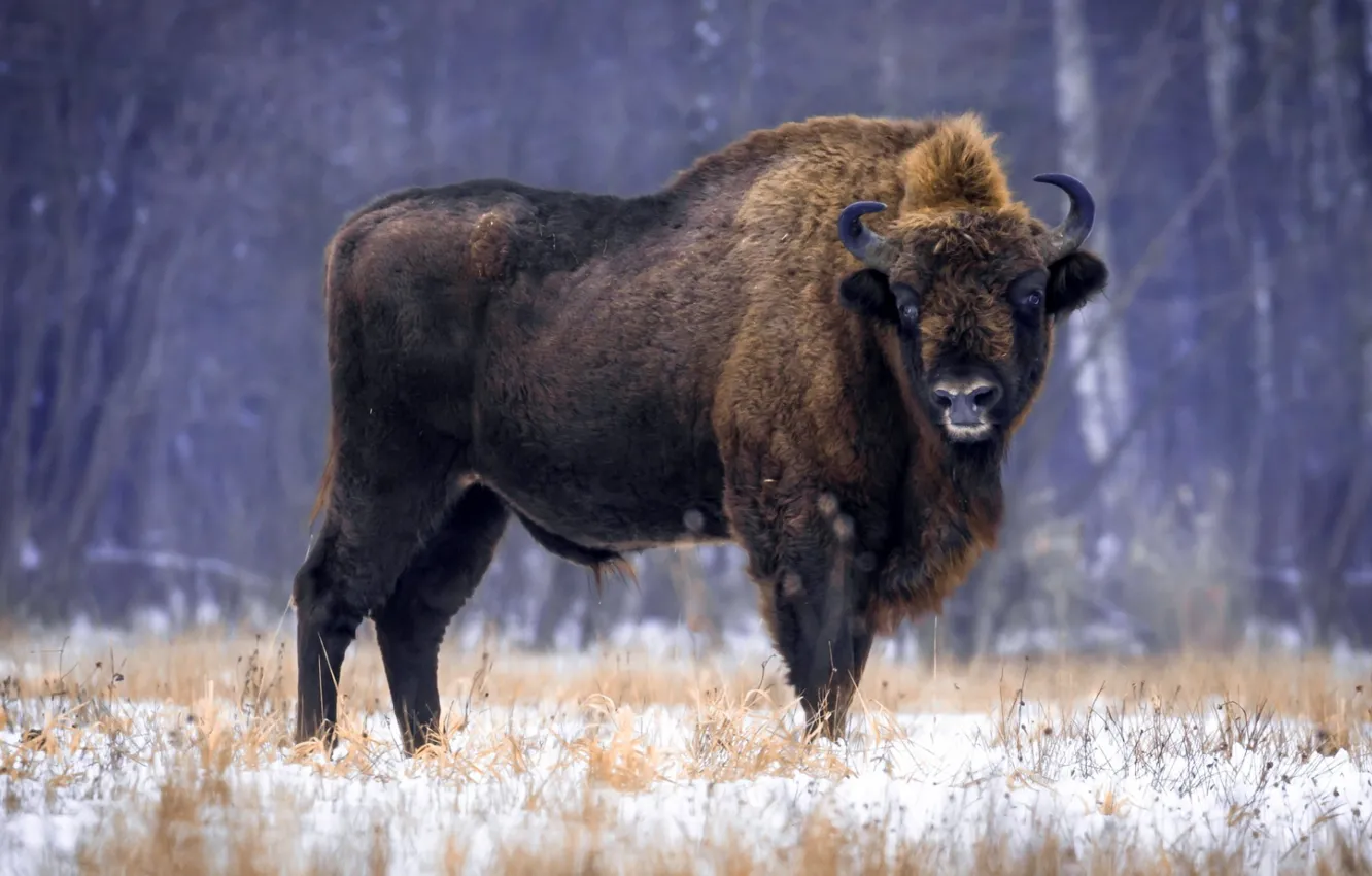 Фото обои Animal, Fight, American Bison, Wildlife