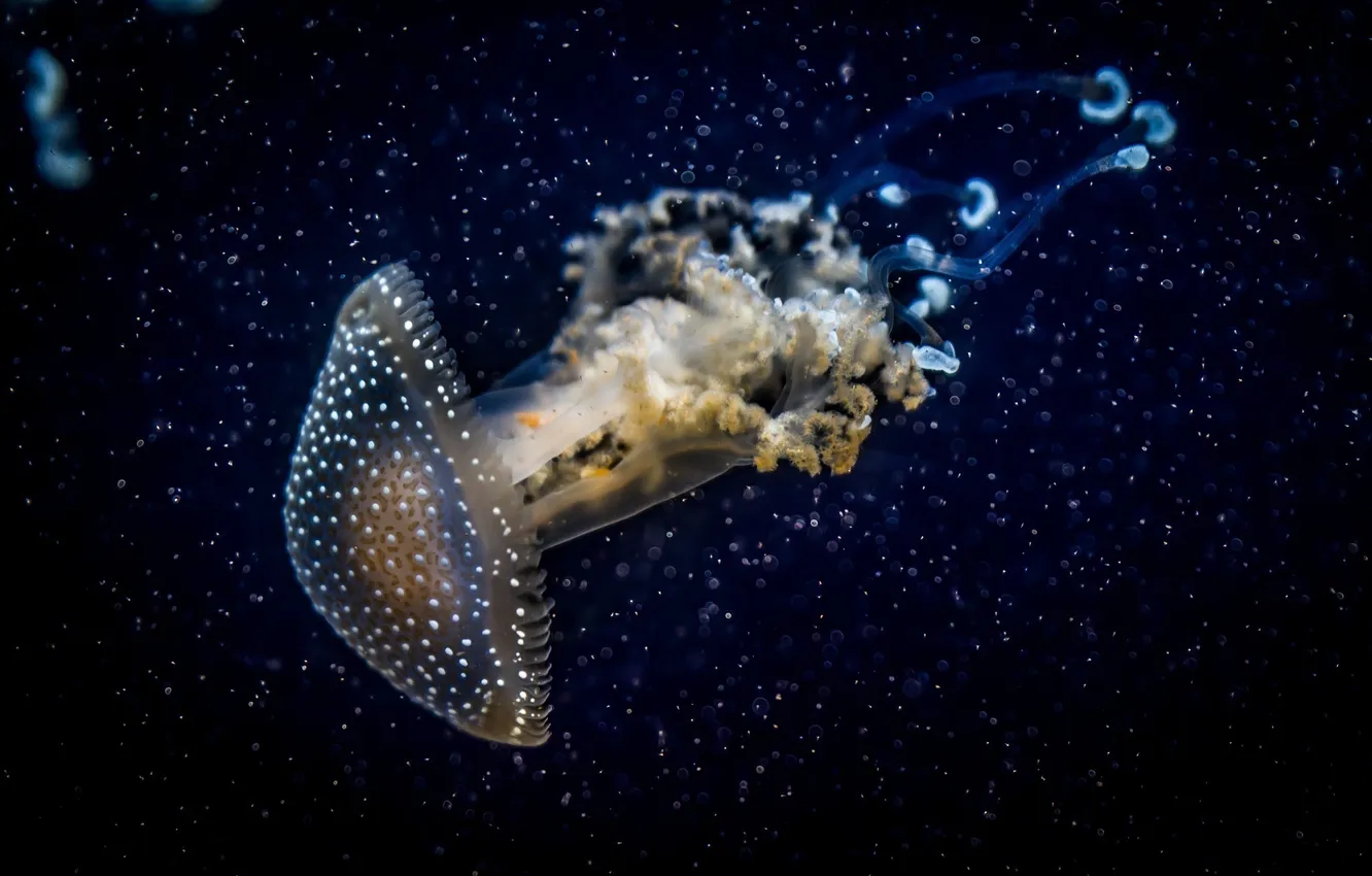 Фото обои макро, темный фон, медуза, подводный мир