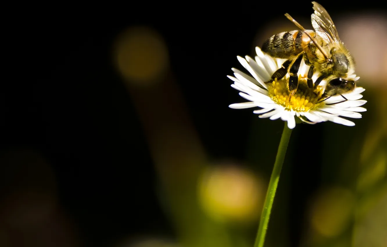 Фото обои цветок, солнце, пчела, ромашка, насекомое