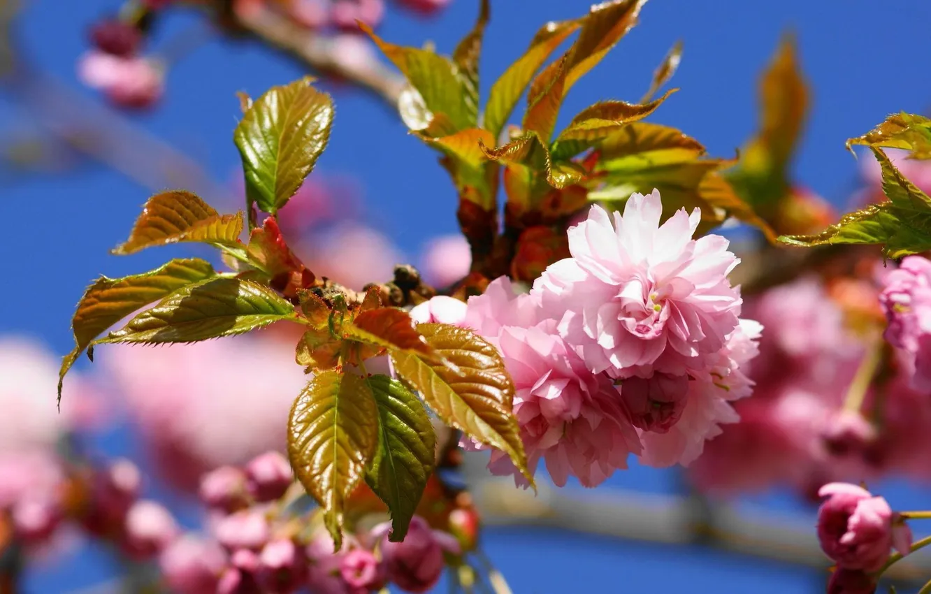 Фото обои солнце, цветы, розовый, весна, ветвь