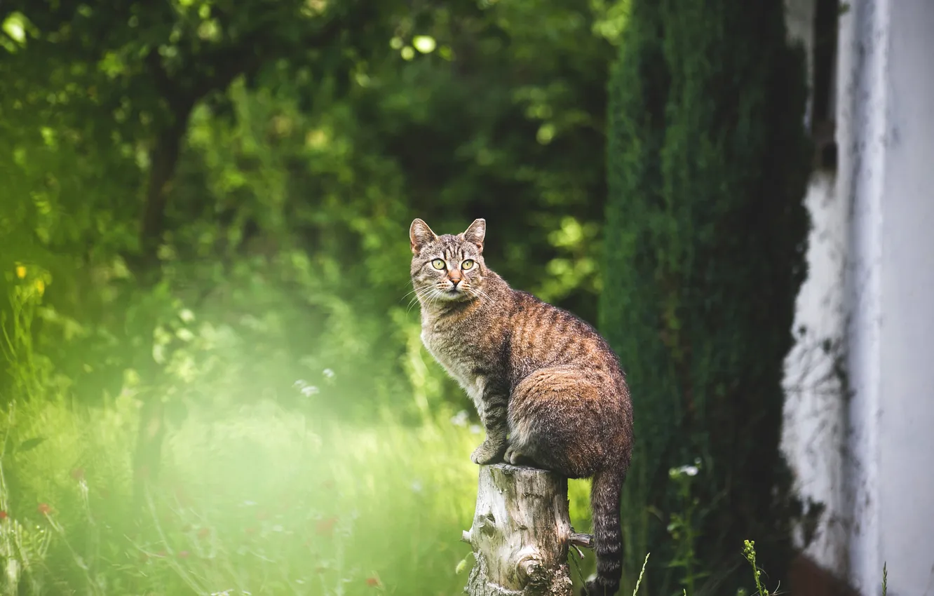 Фото обои зелень, кошка, лето, трава, кот, взгляд, свет, деревья