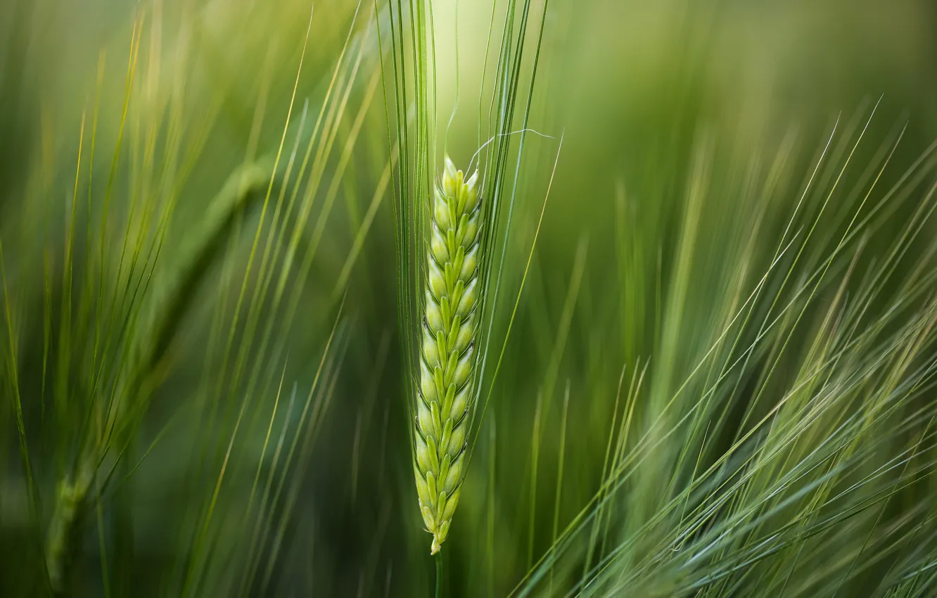 Фото обои пшеница, макро, зеленый фон, колосок