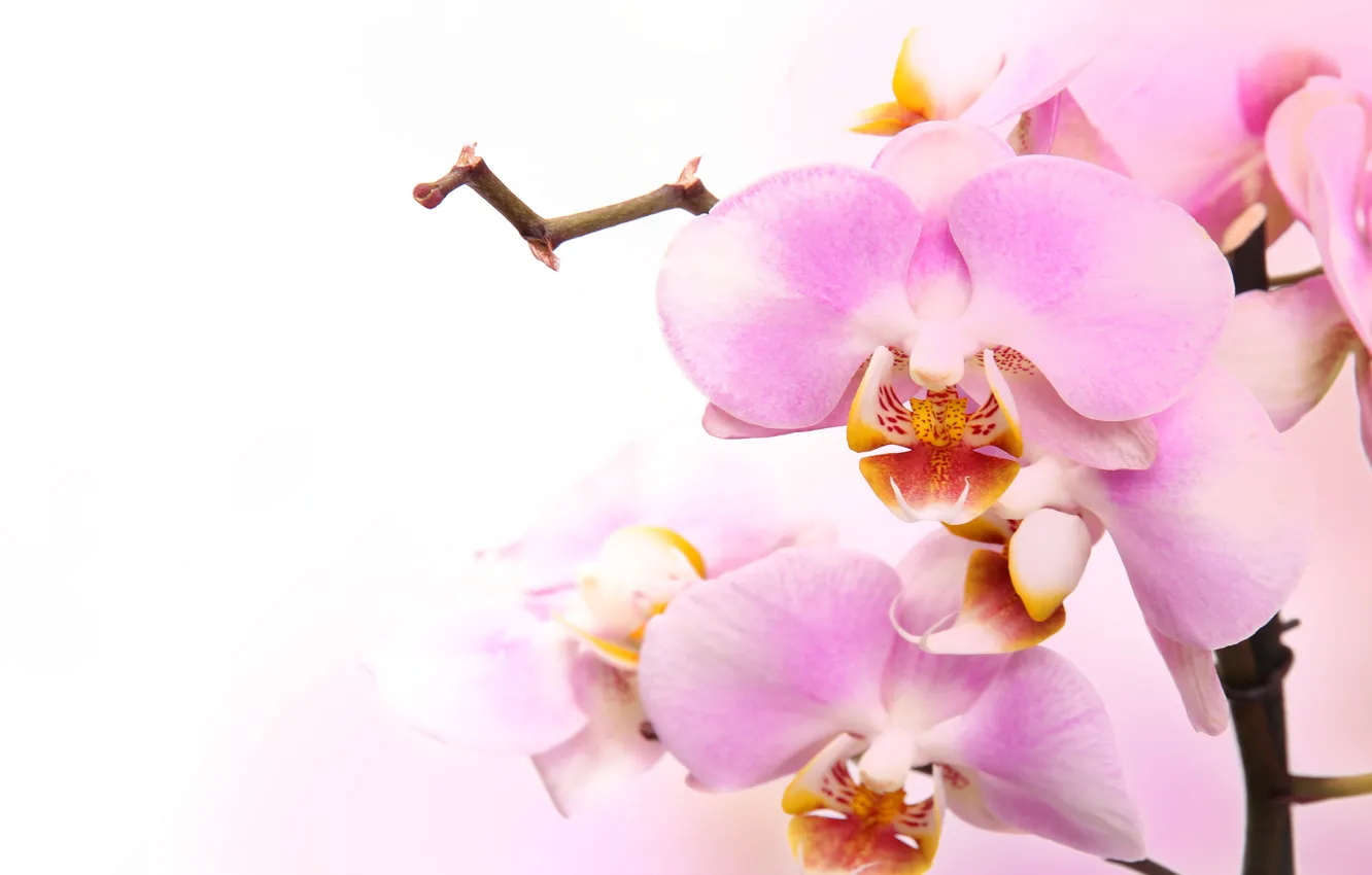 Фото обои цветы, нежность, красота, лепестки, орхидеи, бутоны, орхидея, pink