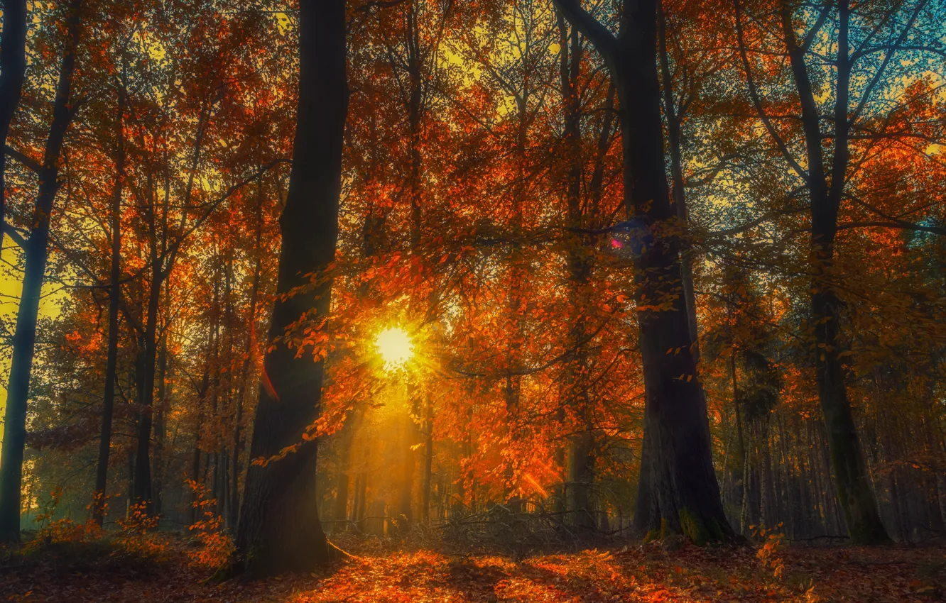 Фото обои осень, лес, деревья, солце, опавшая листва