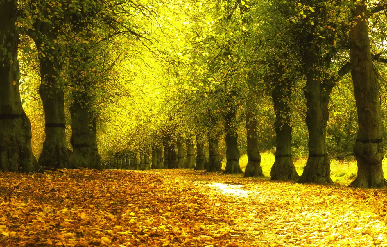 Фото обои осень, листья, деревья, парк, желтые, аллея