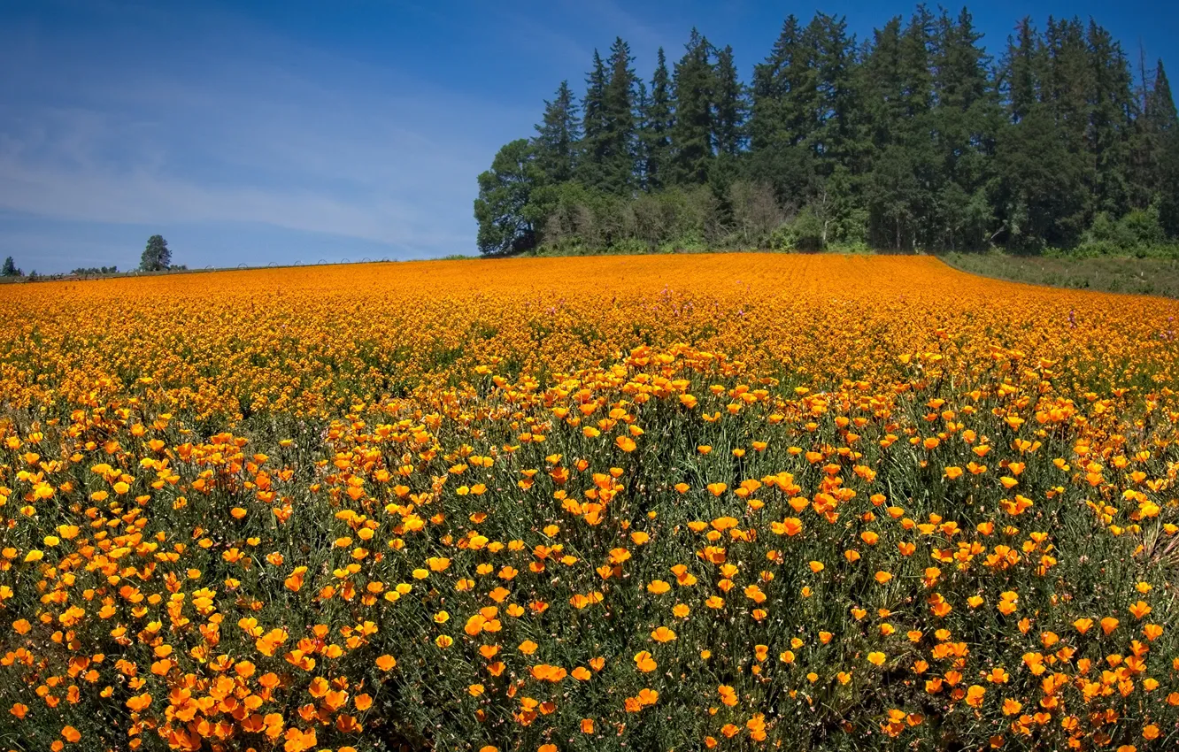 Фото обои поле, небо, солнце, деревья, цветы, маки, оранжевые, Oregon