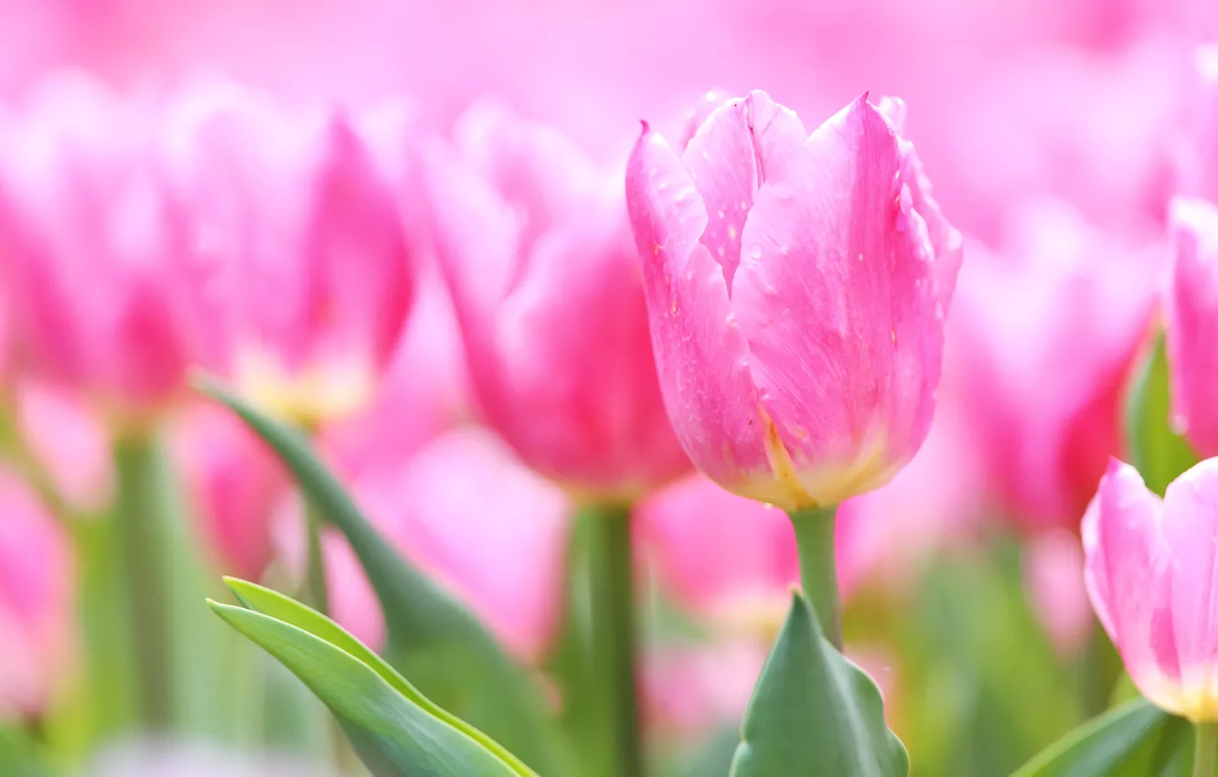 Фото обои макро, розовый, тюльпаны