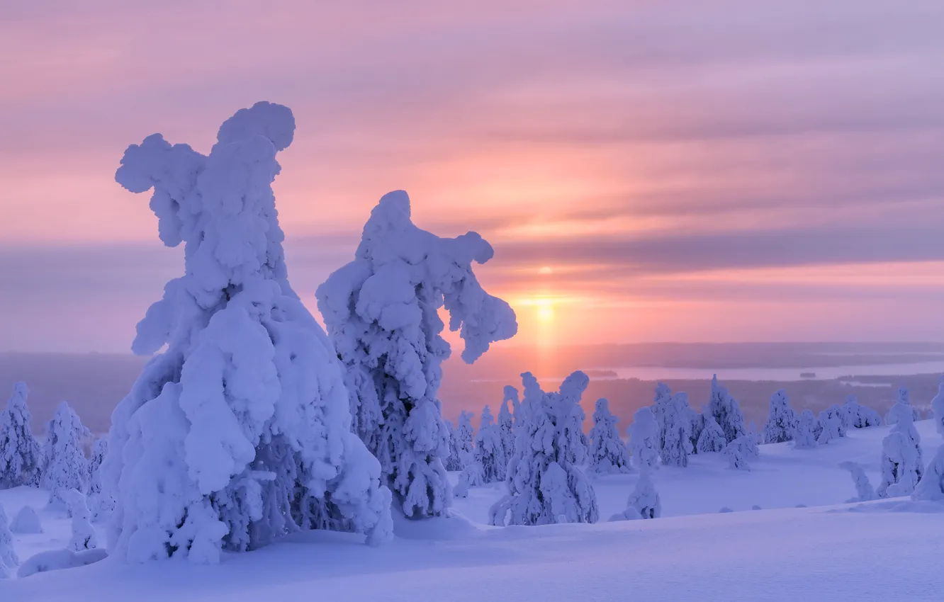 Фото обои зима, снег, деревья, пейзаж, природа, утро, ели, Финляндия
