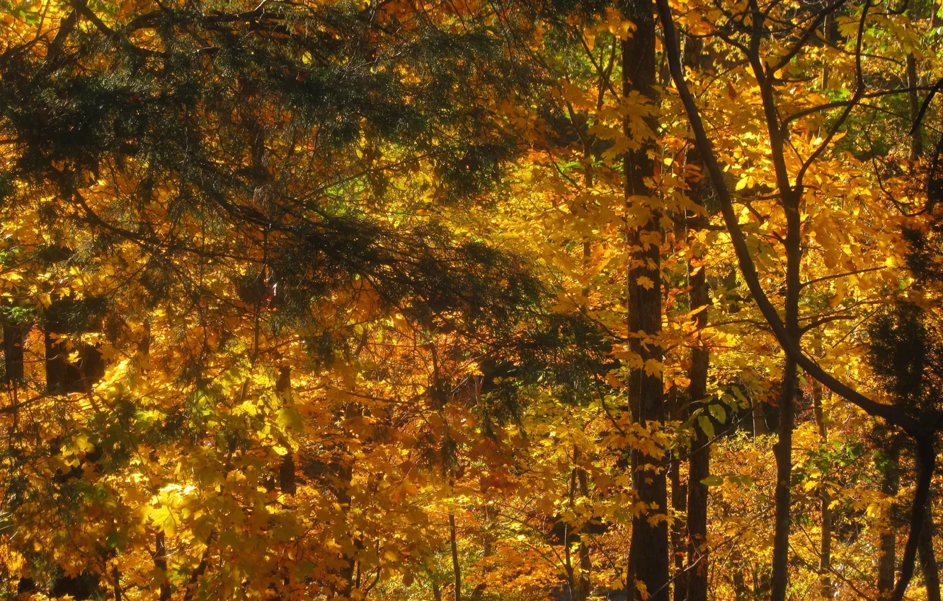 Фото обои лес, Осень, Деревья, Fall, Autumn, Золотая осень, Forest, Trees