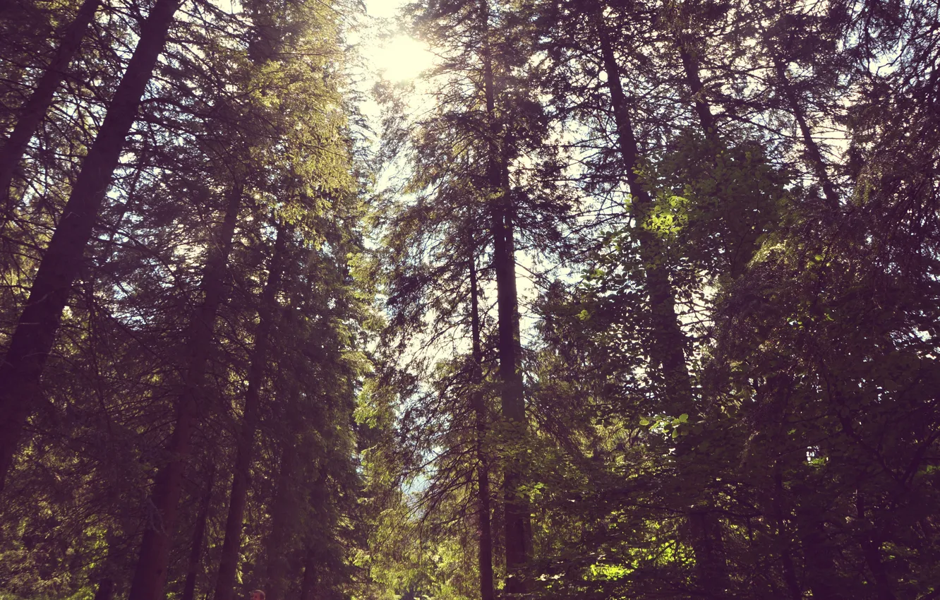 Фото обои лес, лето, листья, солнце, деревья, ветки