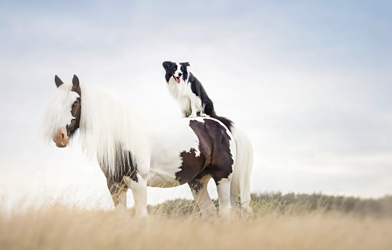 Фото обои конь, собака, друзья