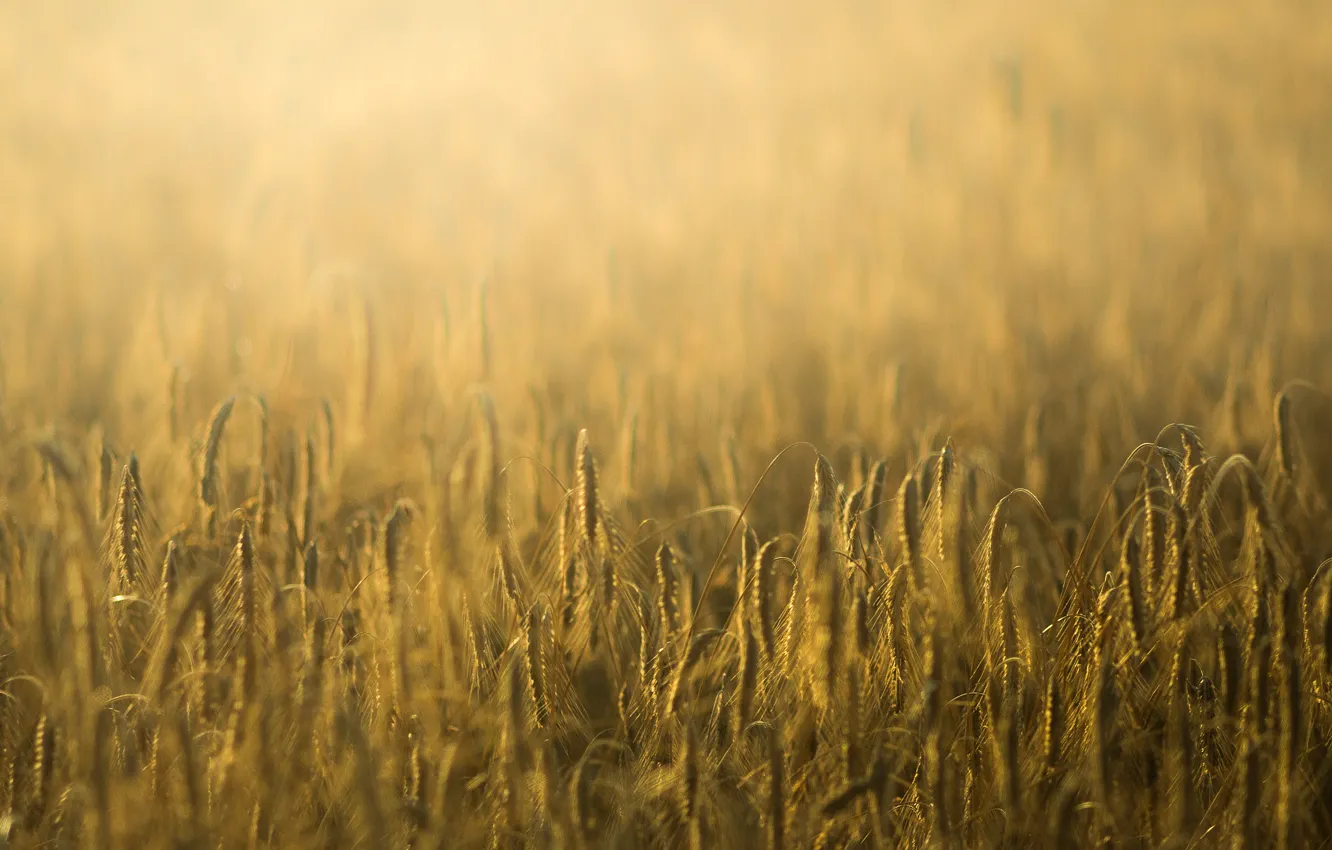 Фото обои пшеница, поле, макро, фон, widescreen, обои, рожь, колоски