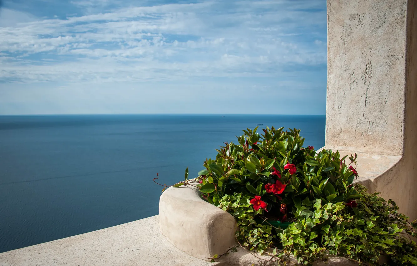 Фото обои море, цветы, Средиземное море, Mediterranean sea
