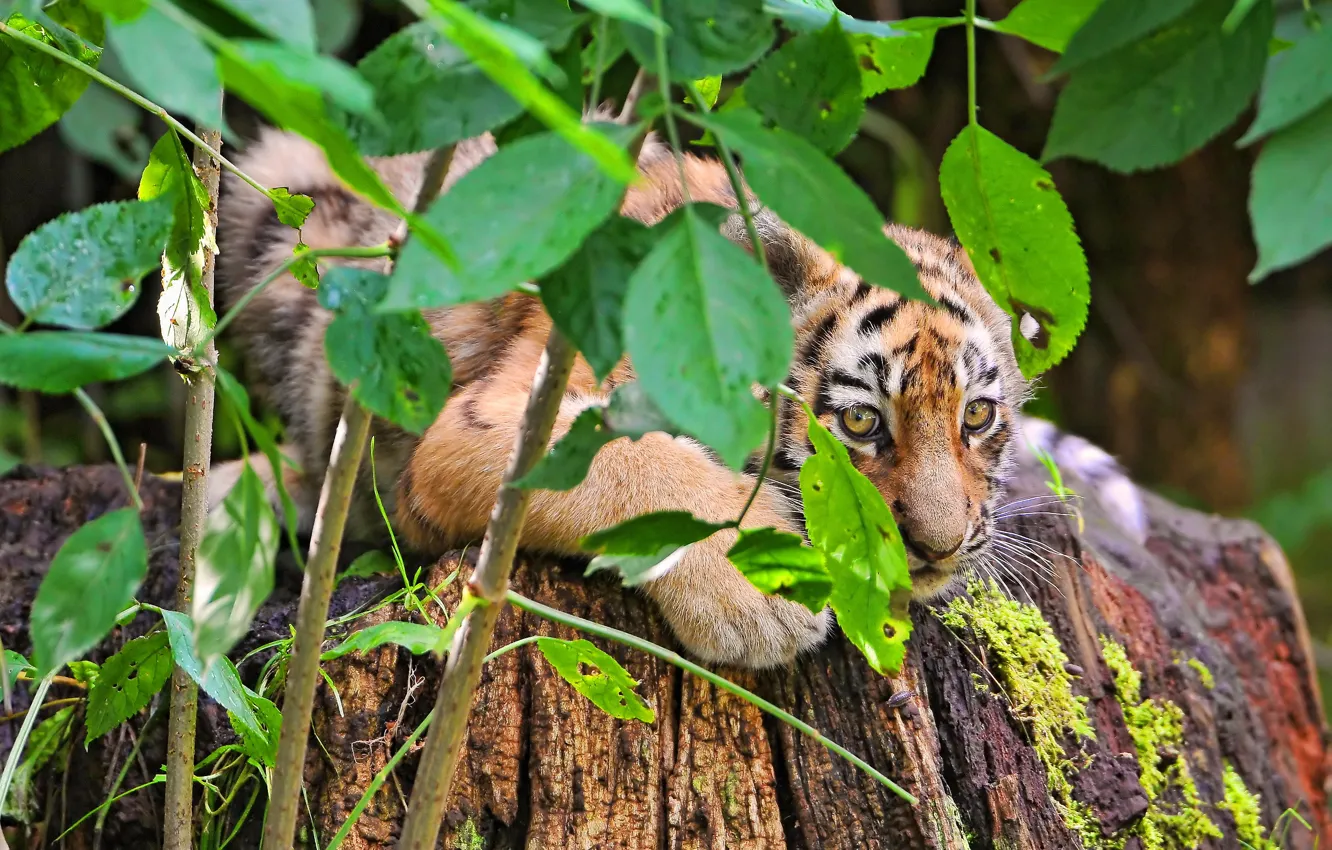 Фото обои тигр, листва, куст, прячется, тигрёнок