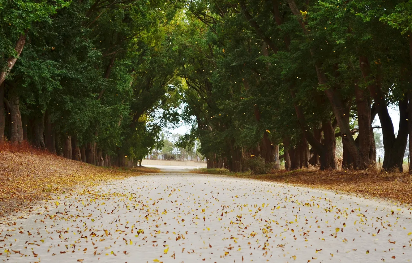 Фото обои дорога, осень, листья, деревья