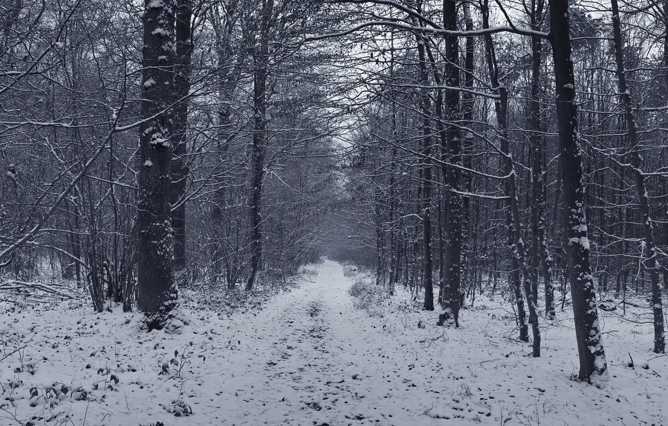Фото обои зима, лес, снег, деревья, Природа
