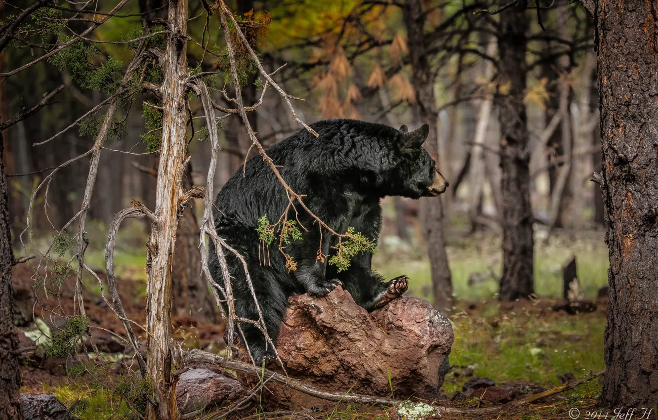 Фото обои лес, медведь, барибал, чёрный медведь