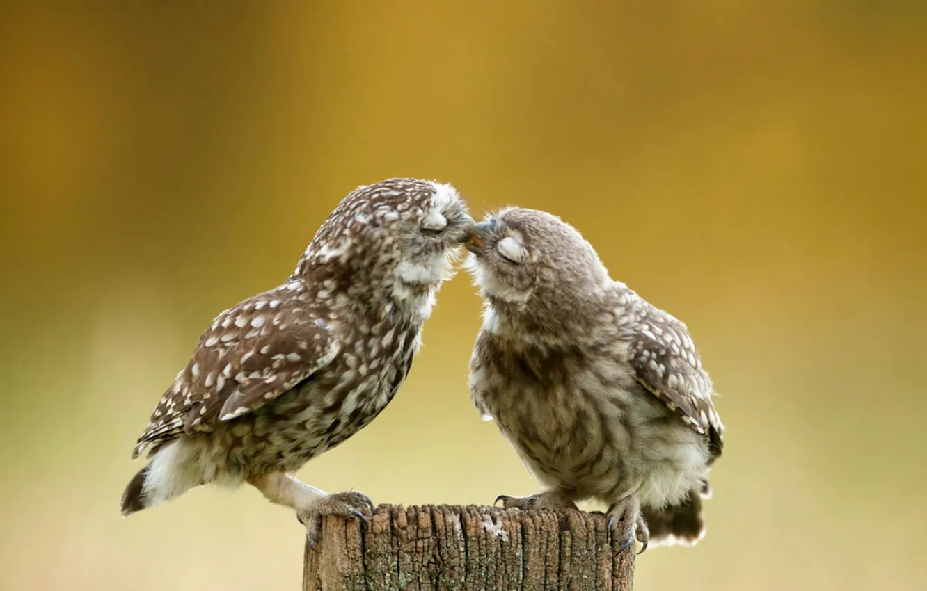 Фото обои Burrowing Owl, kiss, cute, outdoors, birds, nature