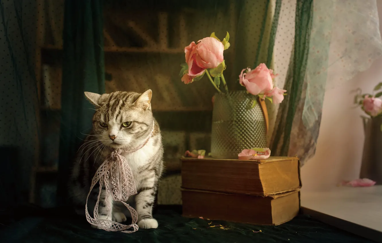 Фото обои кошка, кот, взгляд, цветы, поза, стол, книги, ткань