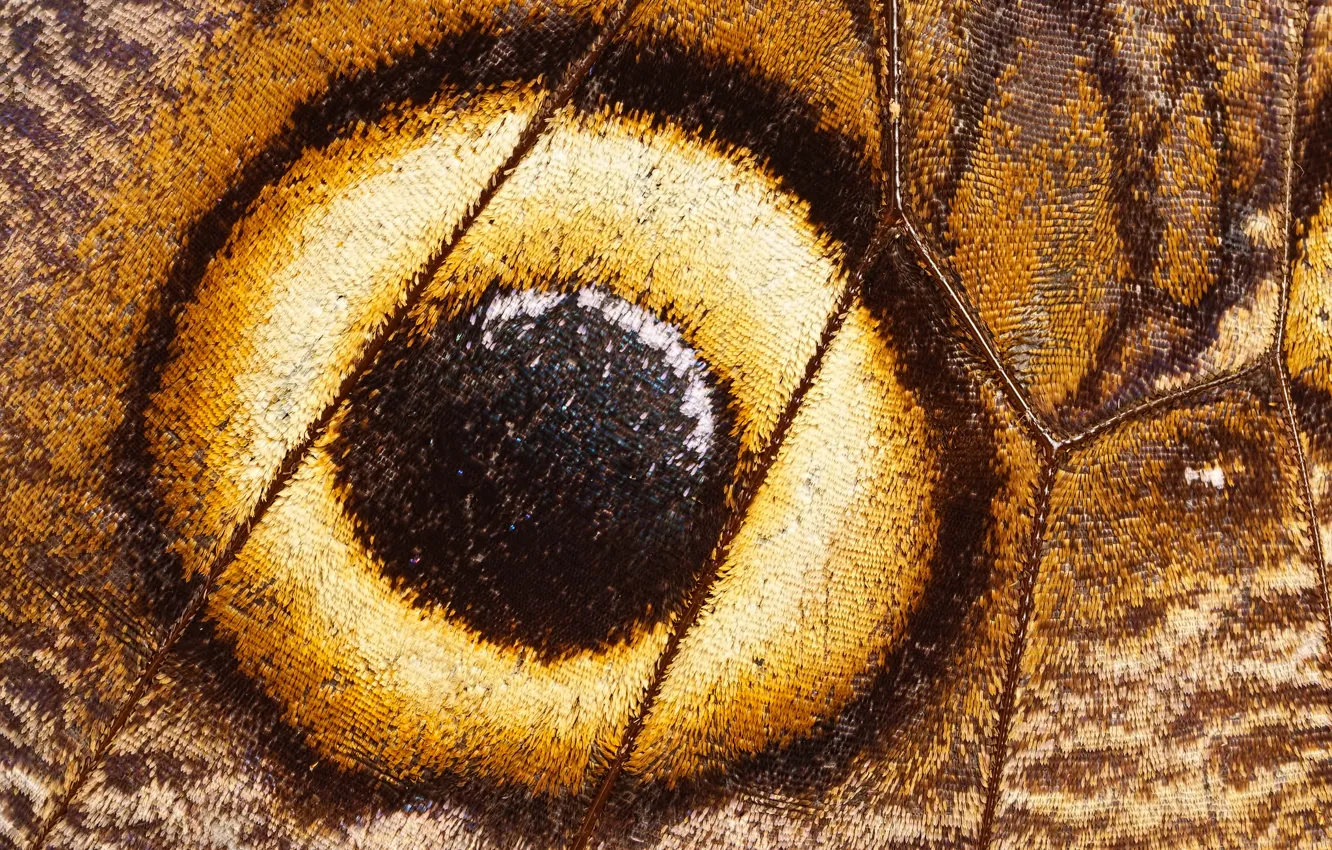 Фото обои бабочка, крыло, жилки, чешуйки, павлиний глаз