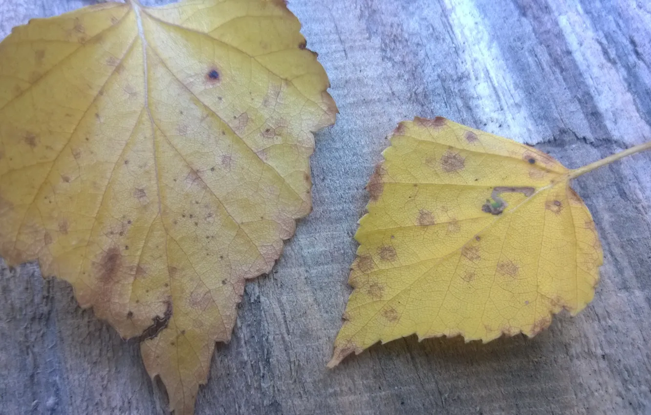 Фото обои осень, Листья, макро сьёмка