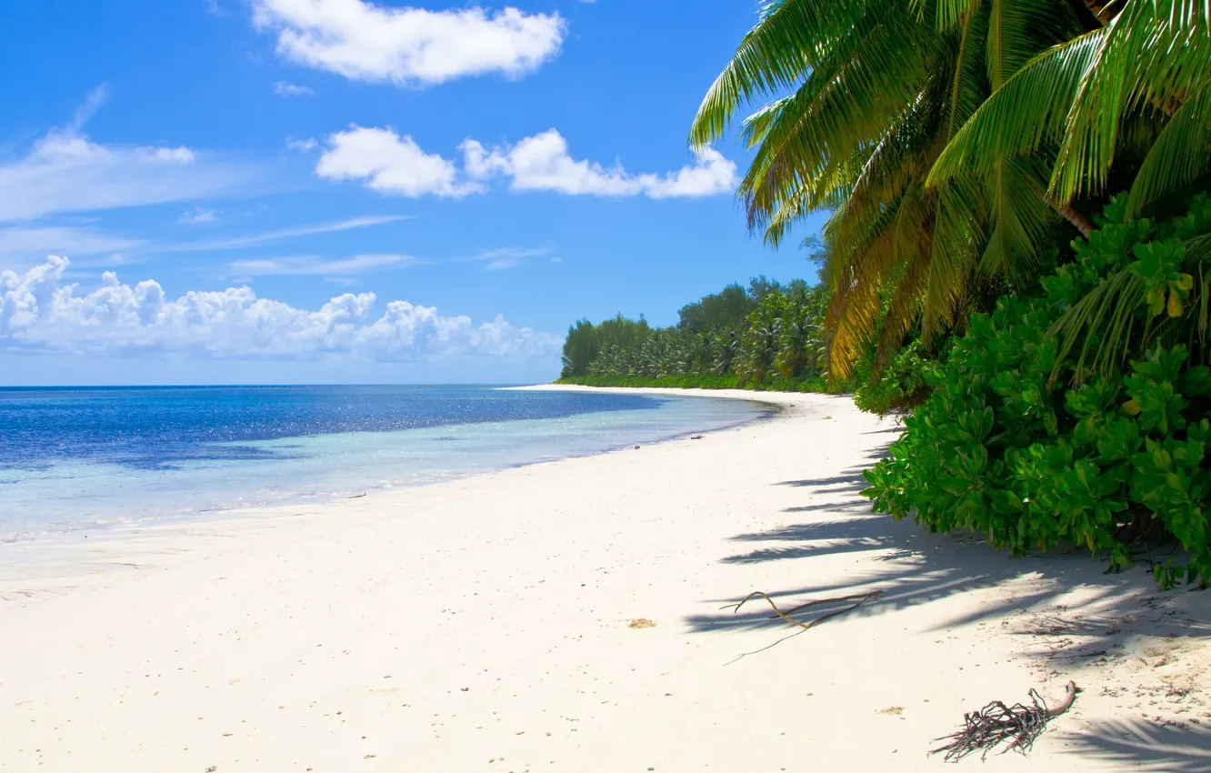 Фото обои песок, море, пляж, тропики, пальмы, кусты
