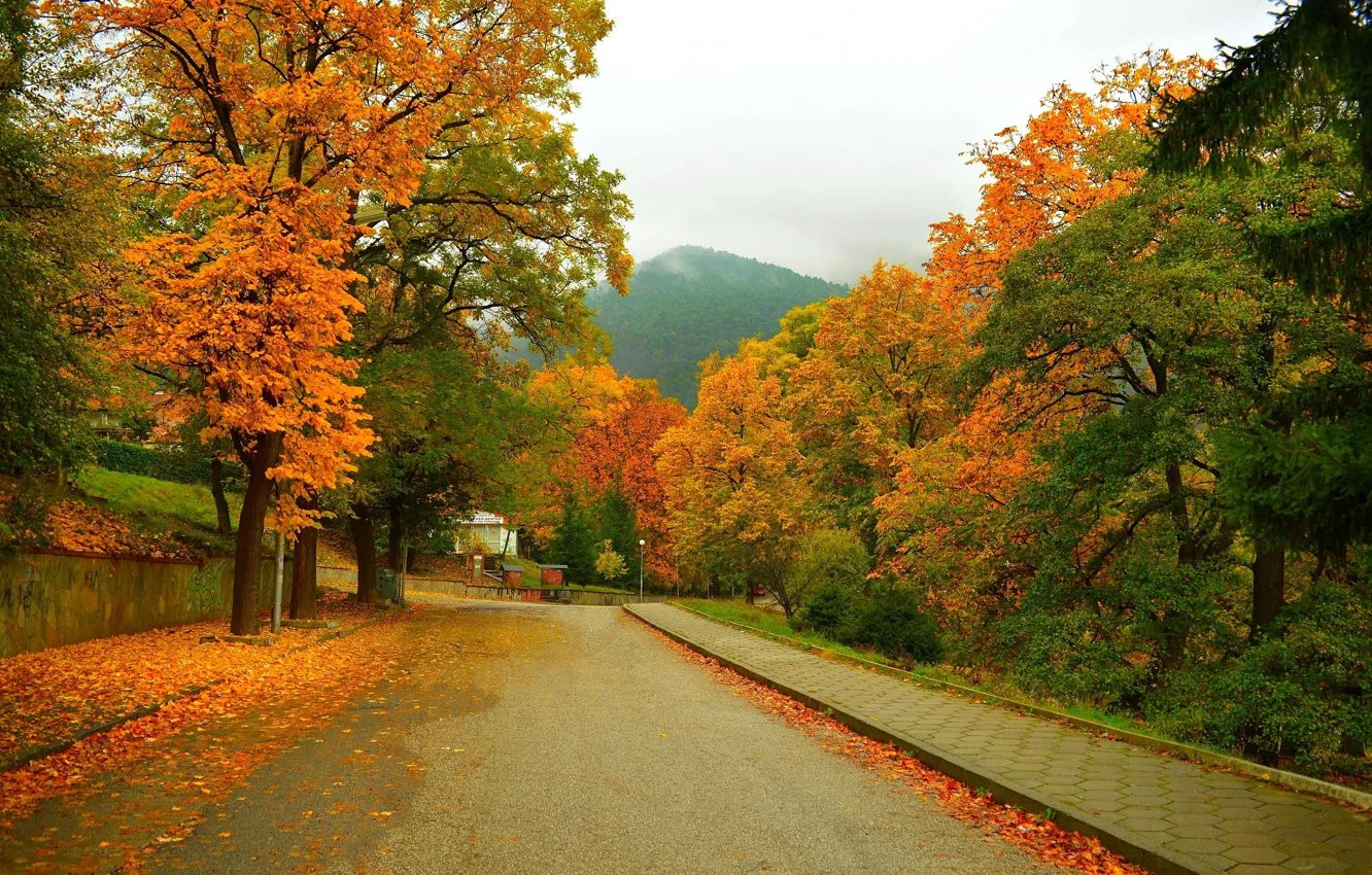 Фото обои Дорога, Осень, Деревья, Гора, Улица, Fall, Листва, Mountain