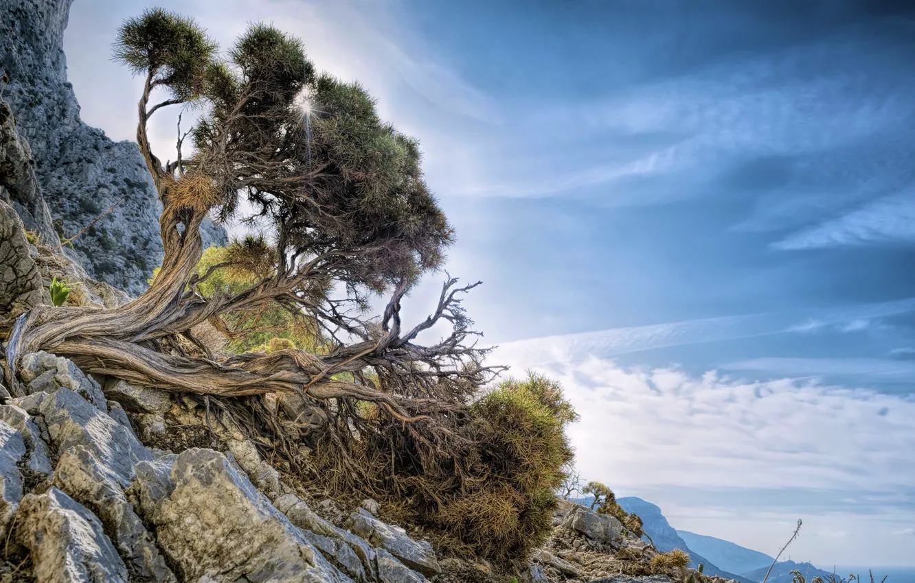 Фото обои дерево, гора, Aegean, South Aegean, Ελλάδα
