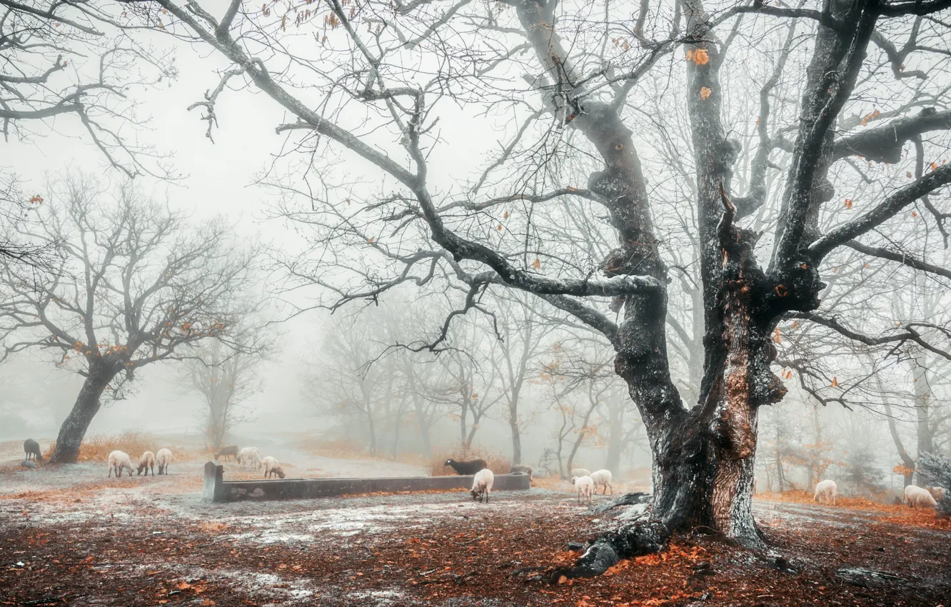 Фото обои туман, дерево, овцы
