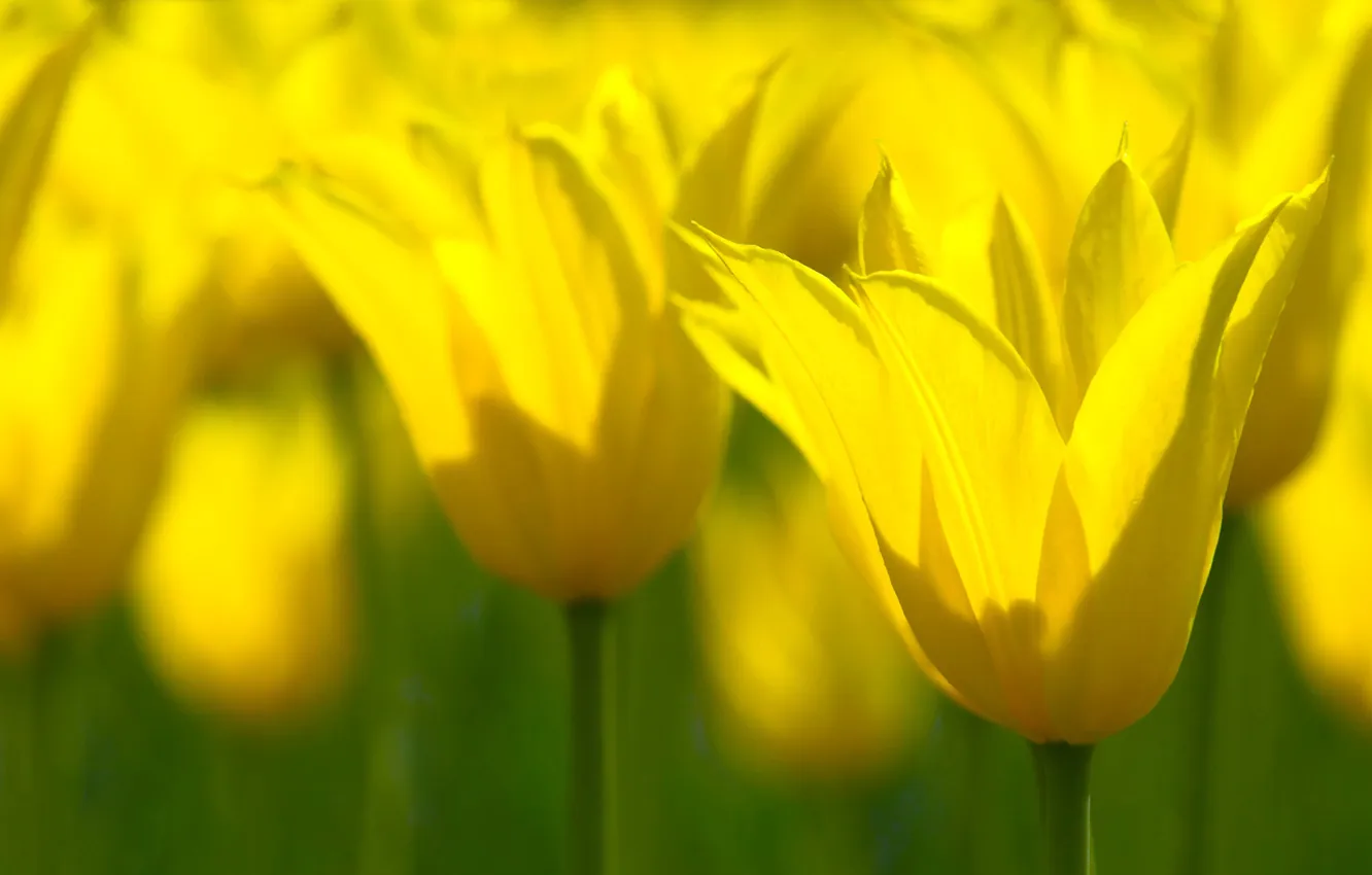 Фото обои макро, цветы, желтый, весна, Тюльпаны