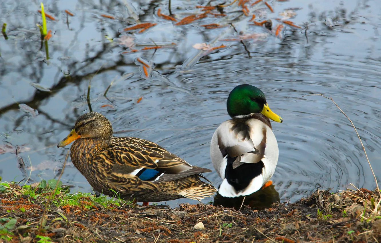 Фото обои bird, water, ducks