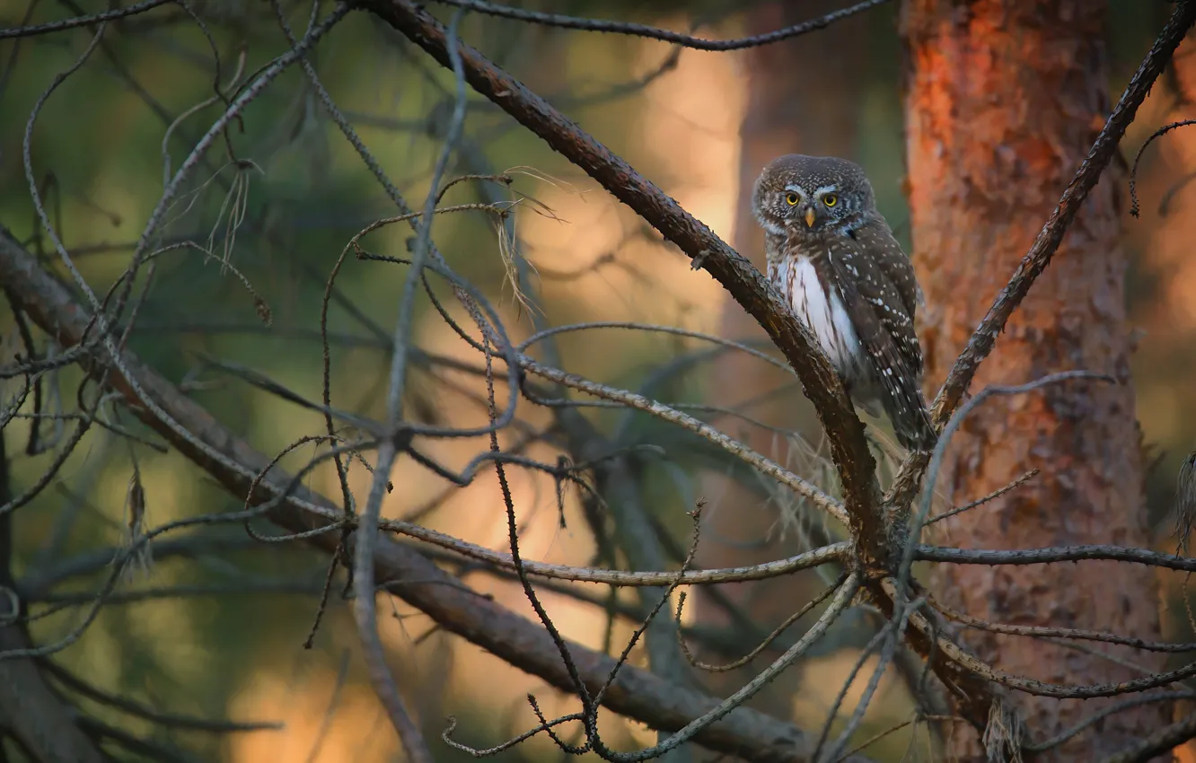 Фото обои ветки, природа, дерево, сова, птица