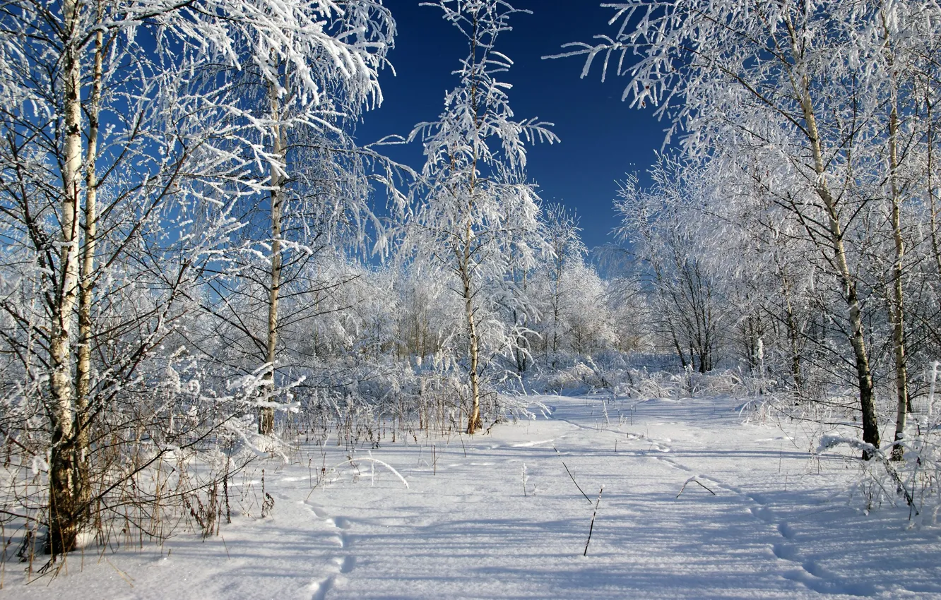 Фото обои Зима, Деревья, Снег, Следы, Россия, Мороз, Russia, Winter