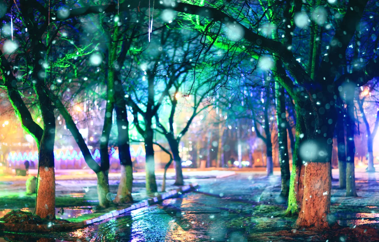 Фото обои деревья, дождь, вечер, аллея
