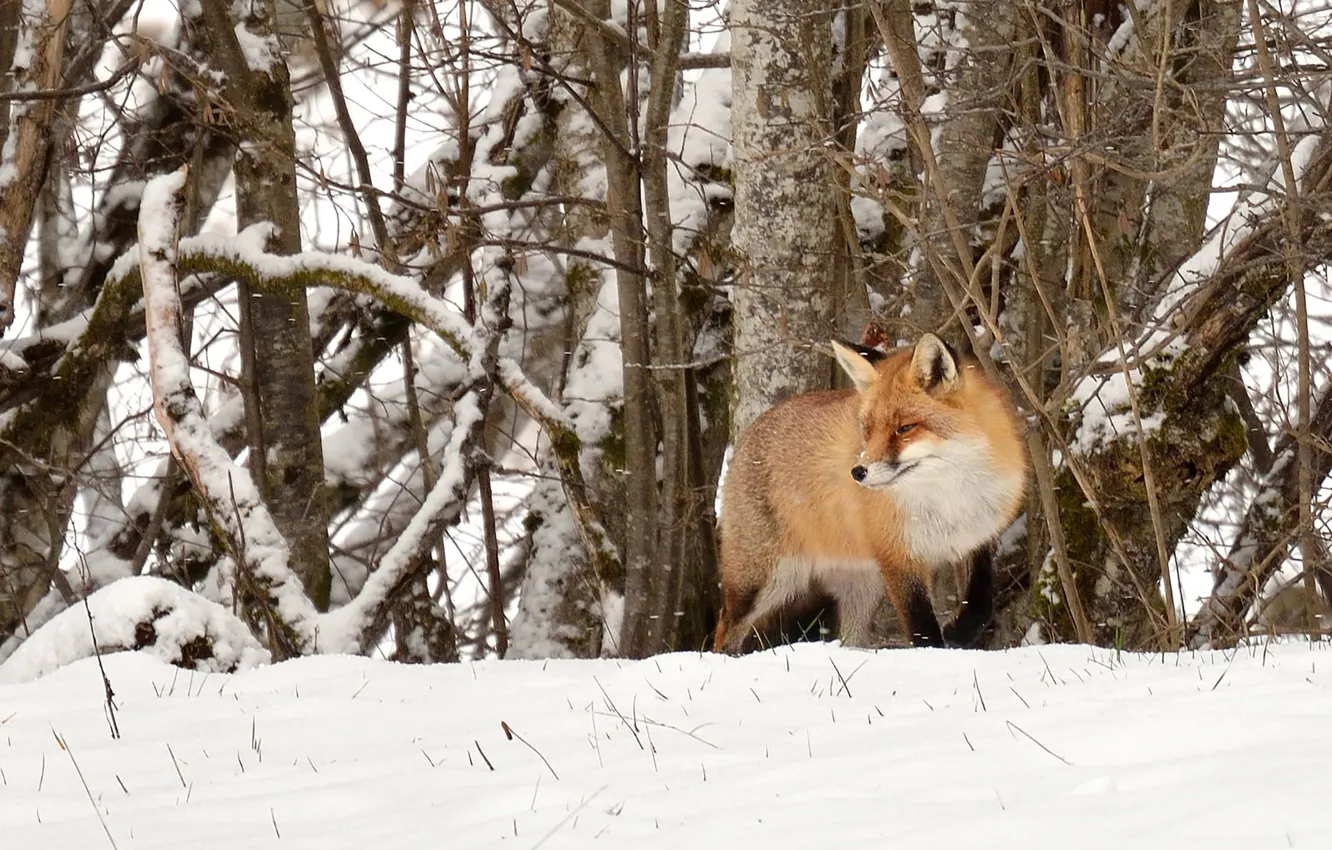 Фото обои fox, trees, winter, snow, wildlife, hunting