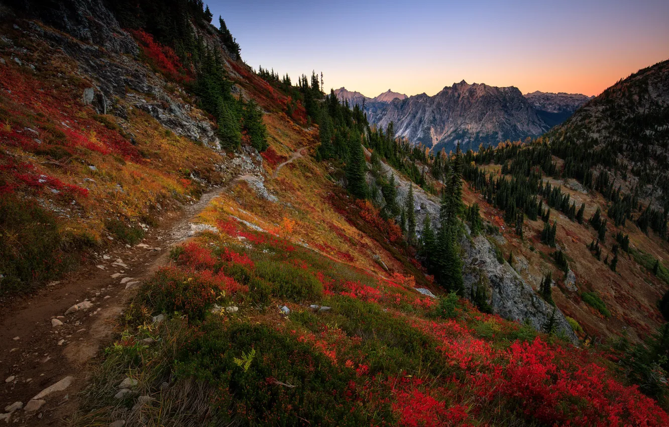 Фото обои осень, лес, горы, ели, склон, тропинка