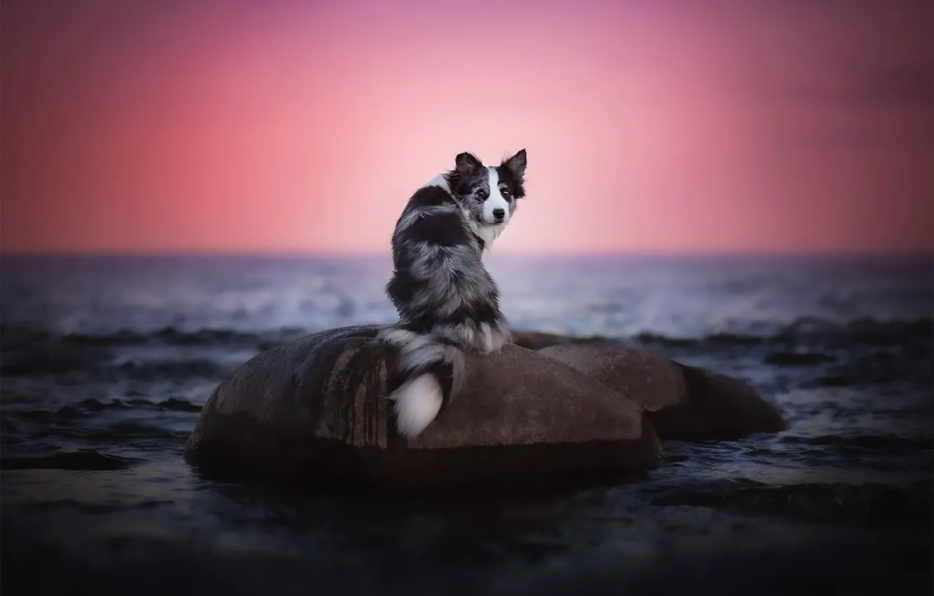 Фото обои море, закат, собака