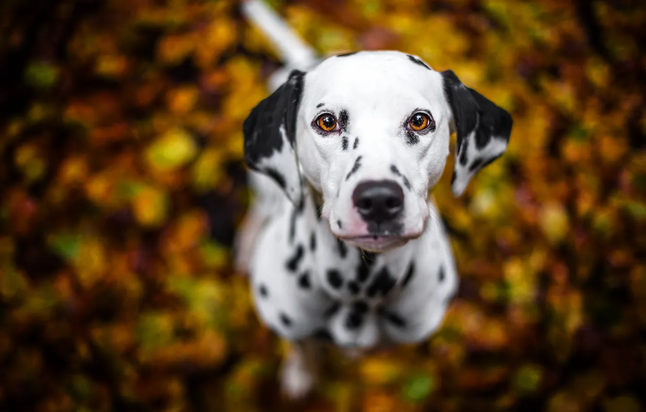 Фото обои взгляд, друг, собака, dalmatian