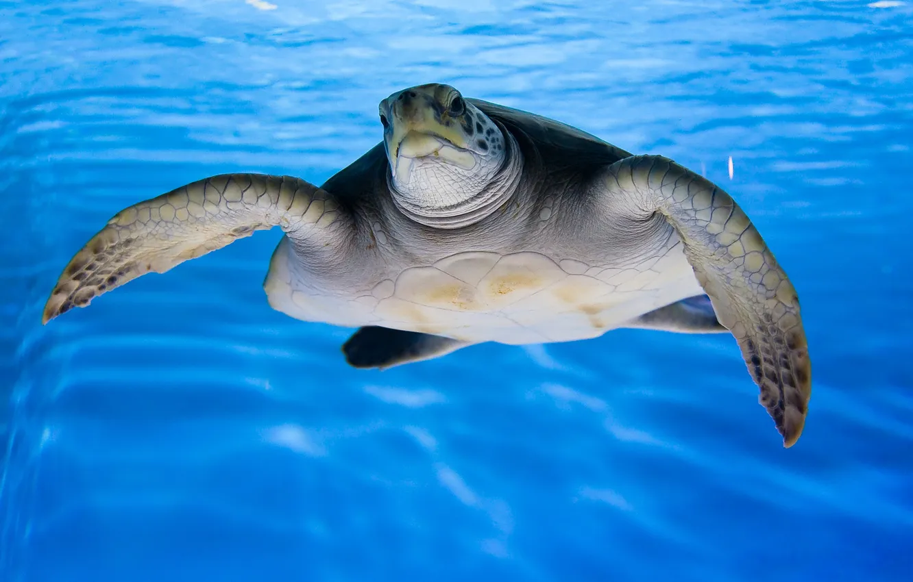 Фото обои море, вода, океан, черепаха