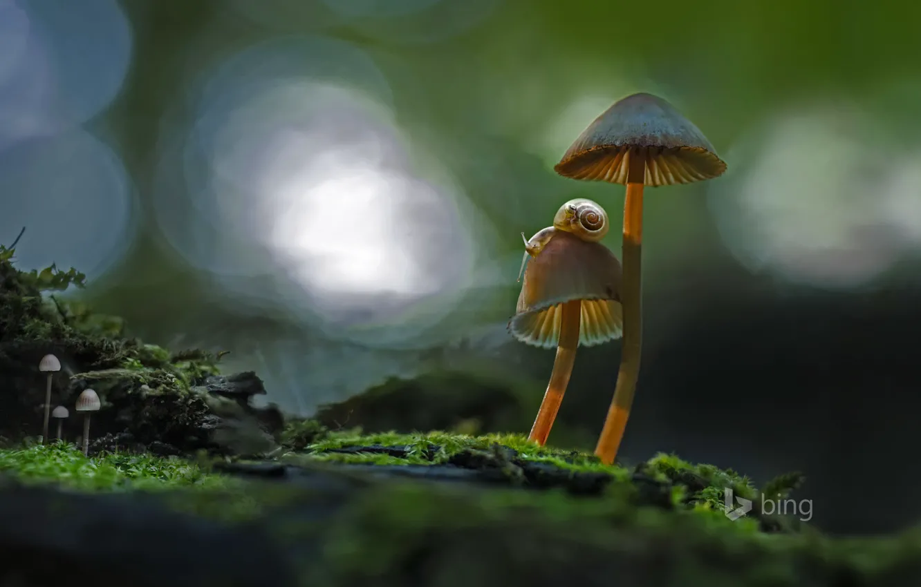 Фото обои макро, грибы, улитка