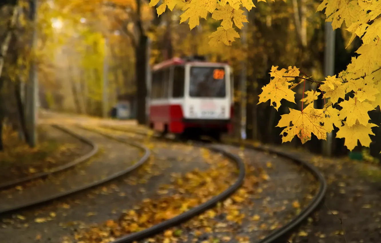 Фото обои осень, листья, москва, трамвай, клен