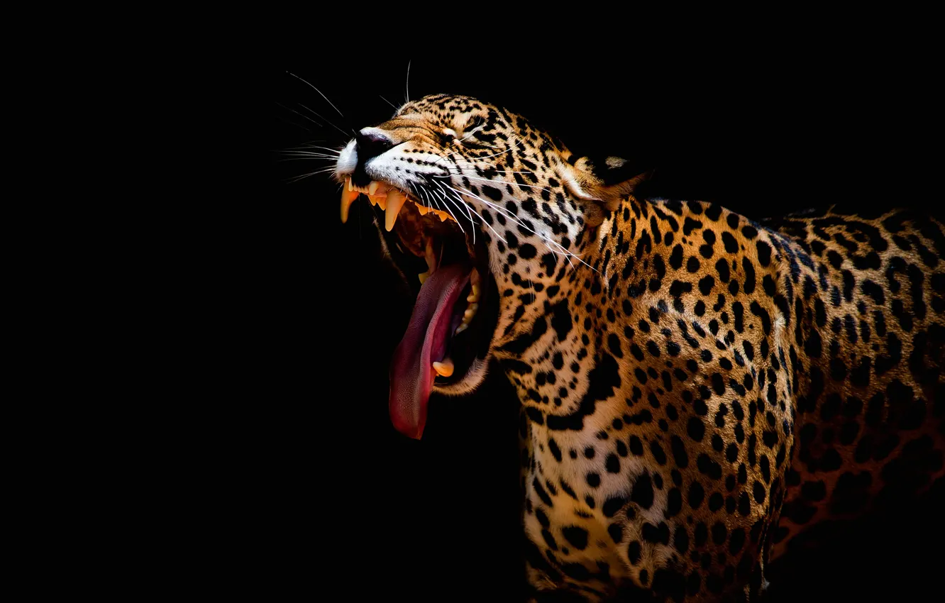 Фото обои язык, усы, морда, пасть, леопард, клыки, черный фон, агрессия