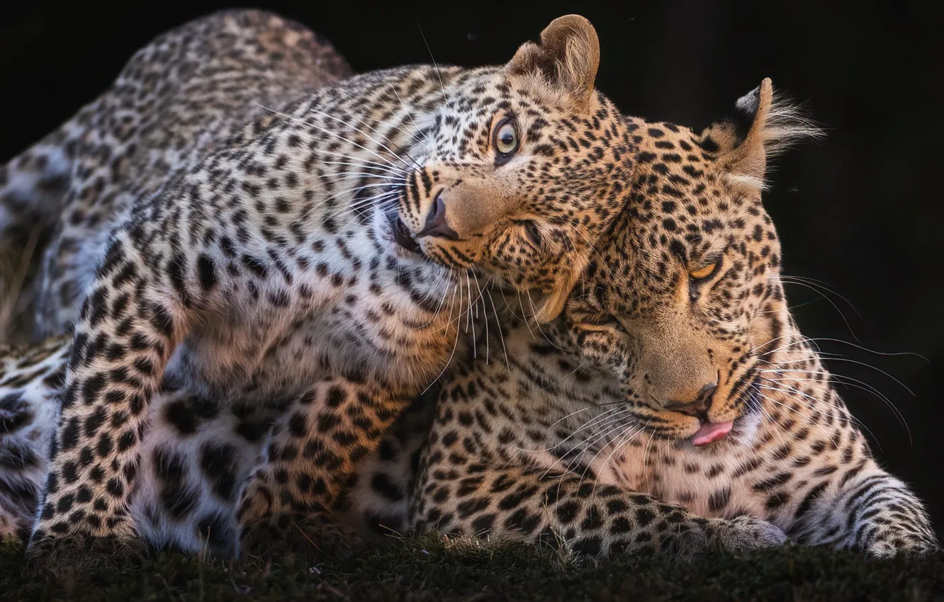 Фото обои две, леопард, пара